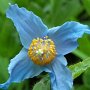fleur bleu typique du Jardins de Métis